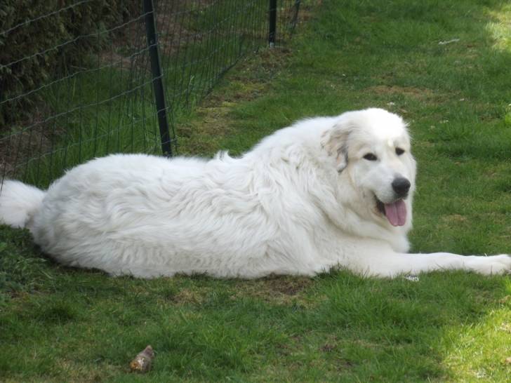Dgena - Chien de Montagne des Pyrénées (1 an)