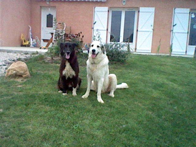 belle et filou - Chien de Montagne des Pyrénées (4 ans)