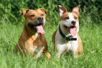 Jack &amp; Shaïna - American Staffordshire Terrier