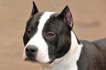 Un Amstaff noir et blanc de face