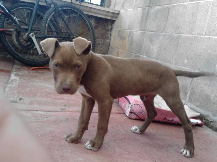 Booker - American Staffordshire Terrier Mâle (4 mois)