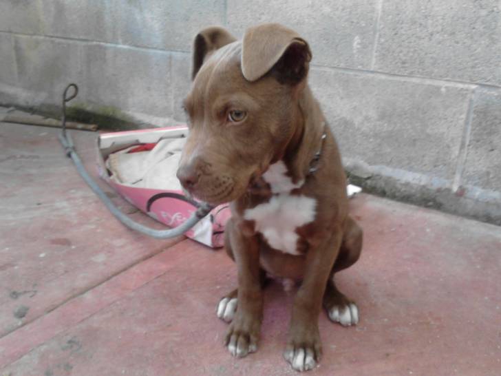 Booker - American Staffordshire Terrier Mâle (4 mois)