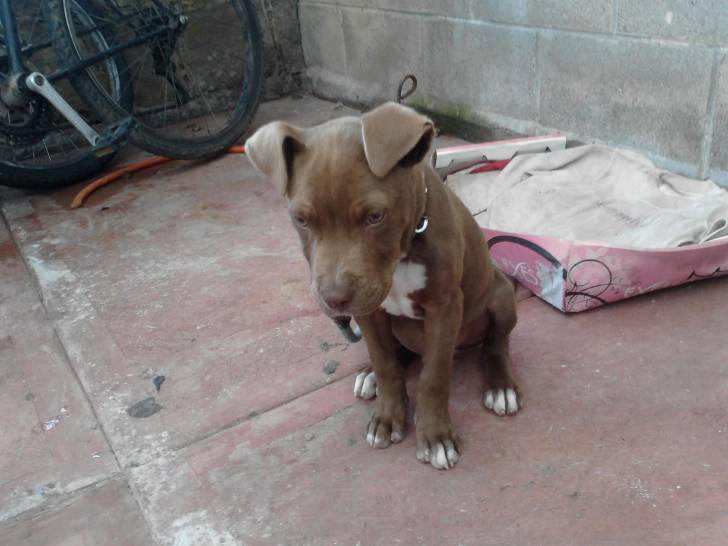 Booker - American Staffordshire Terrier Mâle (4 mois)