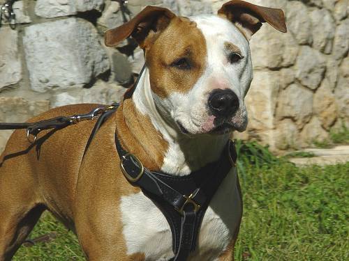 Junior - American Staffordshire Terrier Mâle (1 an)