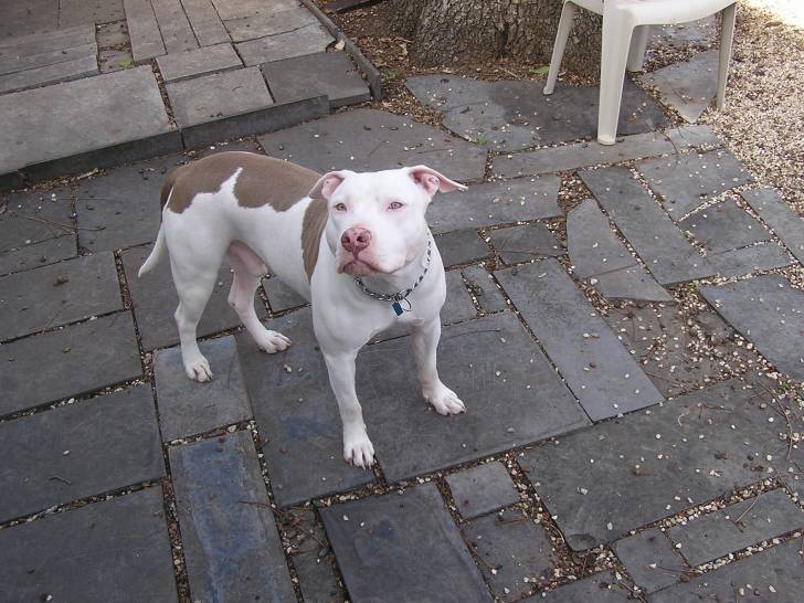 Princess - American Staffordshire Terrier (3 ans)