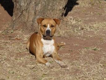 Nel - American Staffordshire Terrier Mâle (3 ans)