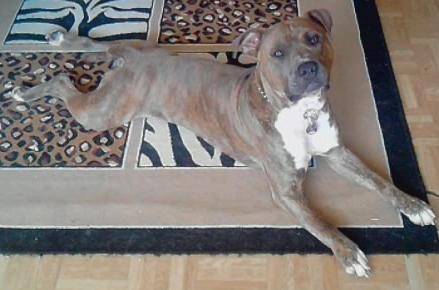 Alpha - American Staffordshire Terrier Mâle (5 ans)