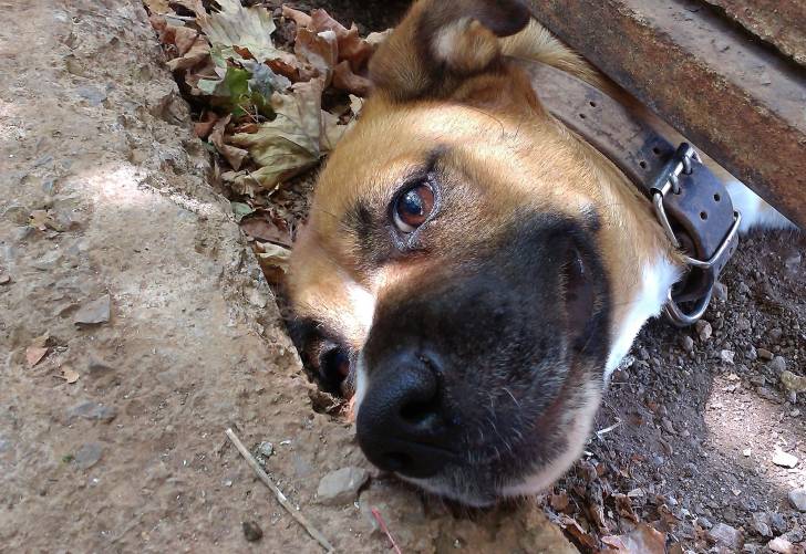 Irma - American Staffordshire Terrier