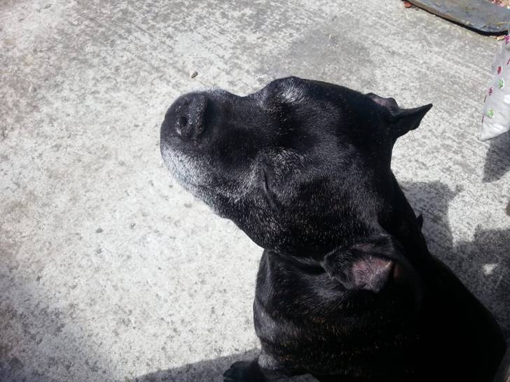 Troy - American Staffordshire Terrier Mâle (12 ans)