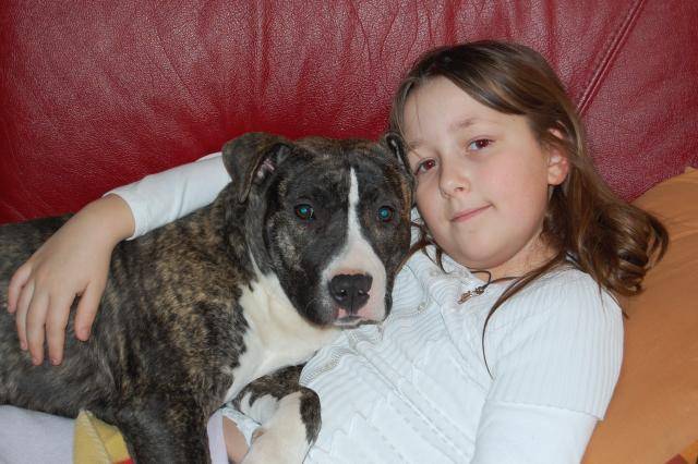 american staffordshire terrier divine - American Staffordshire Terrier