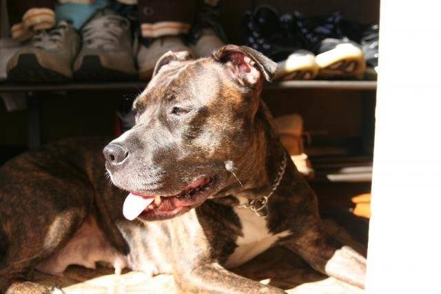 Gorgeous ! Amstaff - American Staffordshire Terrier