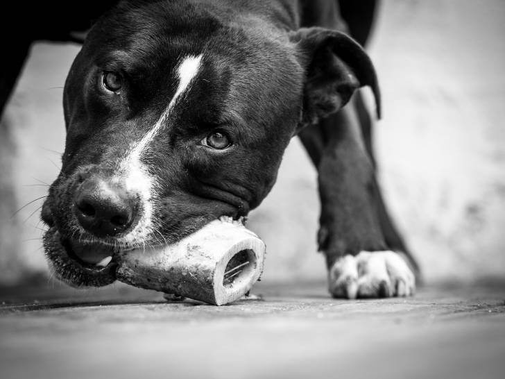QUICK - American Staffordshire Terrier Mâle (4 ans)