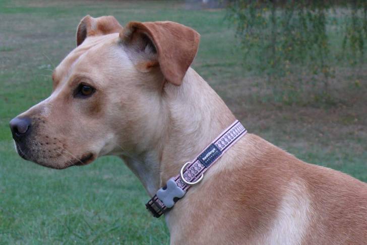 maddy - American Staffordshire Terrier (1 an)