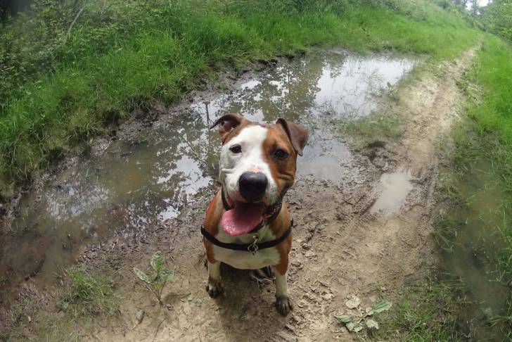 Un American Staffordshire Terrier fauve pan blanc assis avec la langue pendue