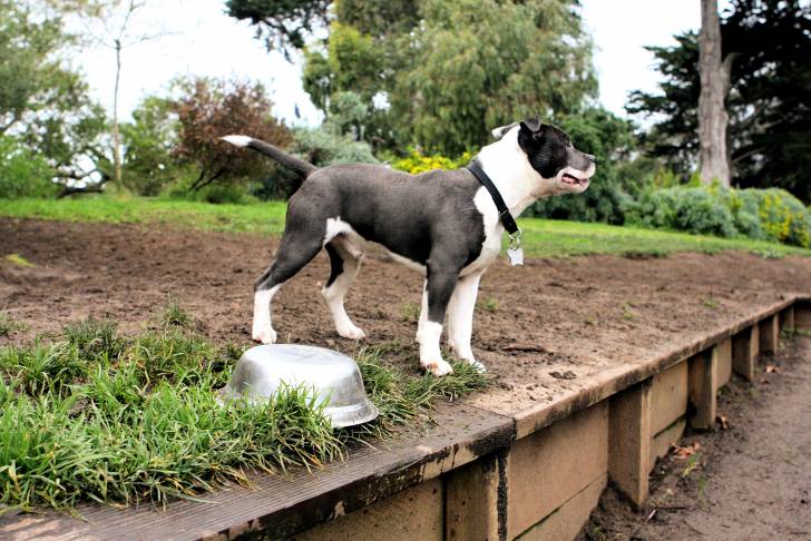Un American Staffordshire Terrier noir et blanc dehors