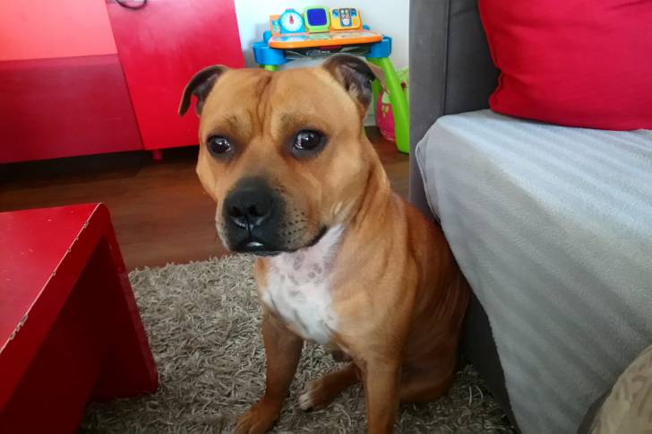 Malcom - American Staffordshire Terrier (3 ans et 1 mois)
