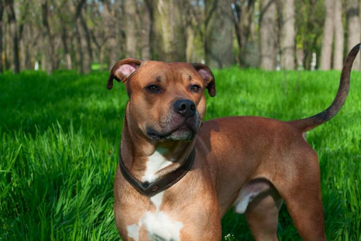 Un Amstaff à la robe rouge sur du gazon