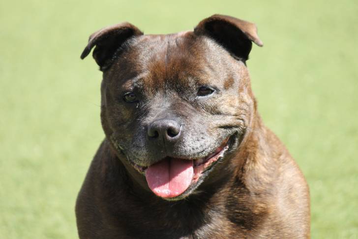 Un American Staffordshire Terrier foncé vu de face