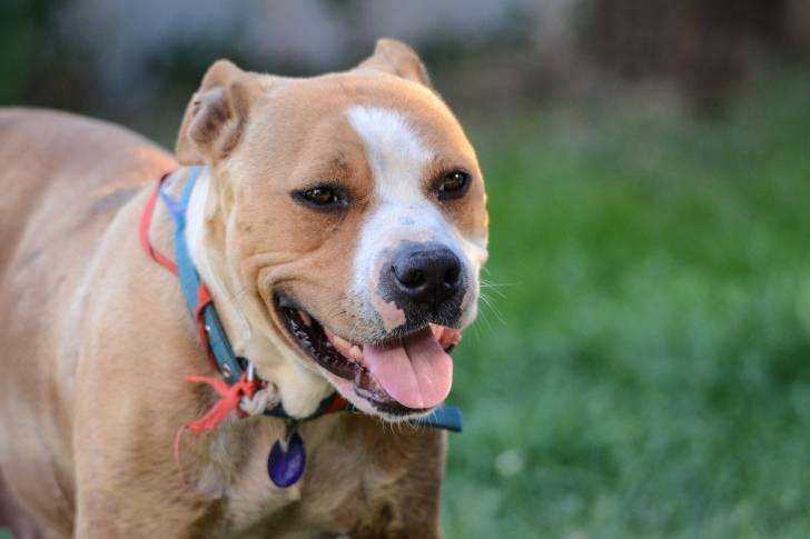 Un American Staffordshire Terrier fauve pan blanc