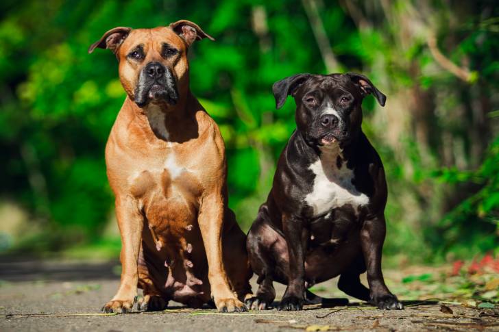 Deux American Staffordshire Terrier assis dehors face à l'objectif