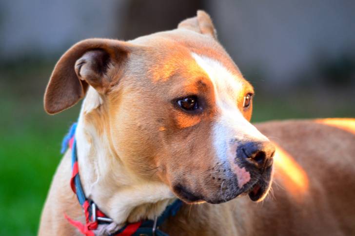 Un American Staffordshire Terrier vu de près