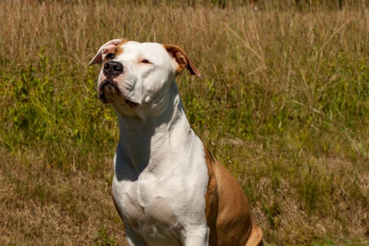 Un Amstaff fauve pan blanc en position assise