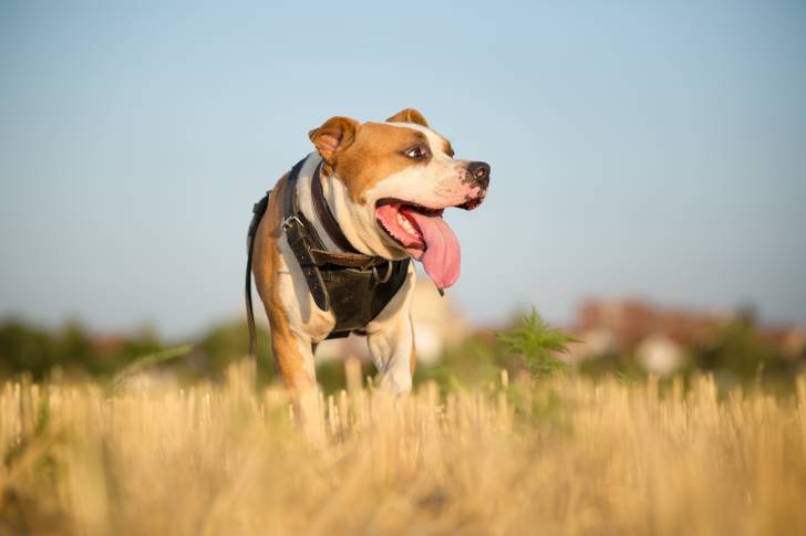 Un American Staffordshire Terrier qui se promène
