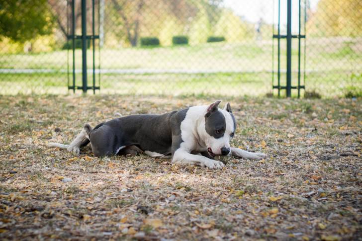 Un American Staffordshire Terrier qui joue avec une balle