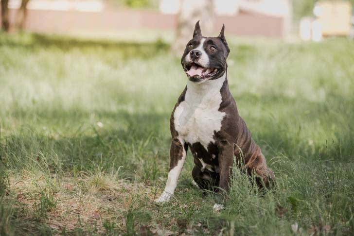Un American Staffordshire Terrier en position assise