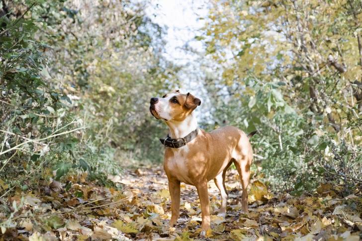 Un Amstaff fauve panache blanc