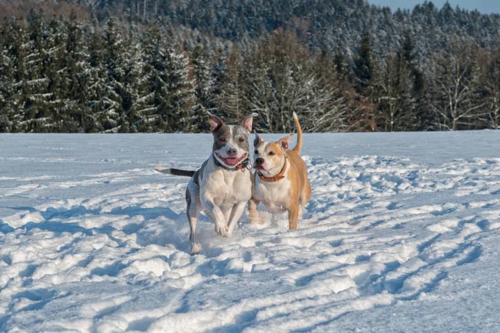 Deux American Staffordshire en promenade 