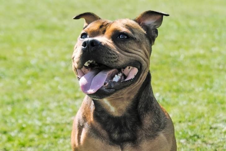 Un American Staffordshire Terrier vu de face