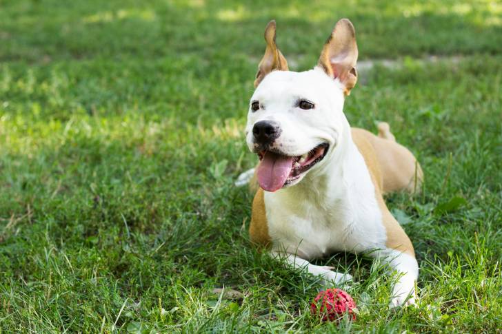Un American Staffordshire Terrier allongé dans l'herbe
