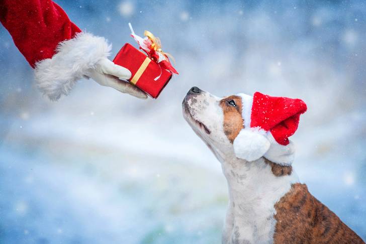 Un American Staffordshire Terrier qui porte un bonnet de noël et renifle un paquet tendu vers lui