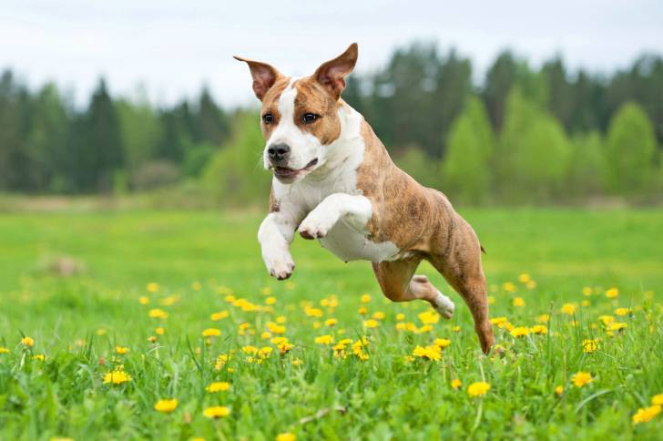 Un Amstaff court dans un champ de fleurs jaunes