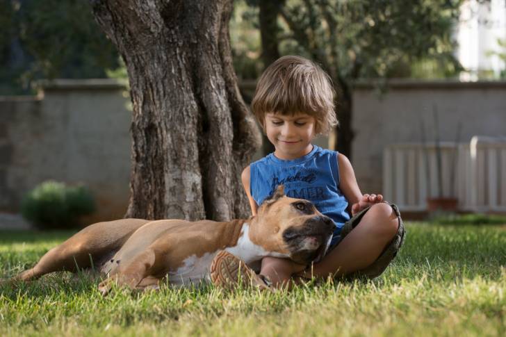 Un American Staffordshire Terrier allongé sur les genoux d'un enfant dans l'herbe