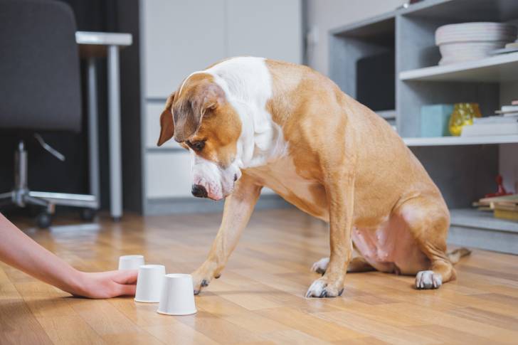 American Staffordshire Terrier qui joue au bonneteau