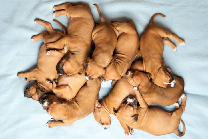 Une portée de chiots American Staffordshire Terrier 