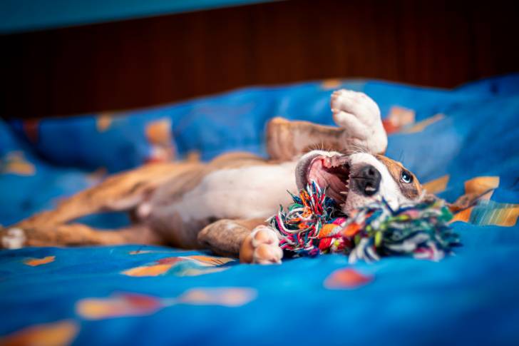 Un jeune American Staffordshire Terrier allongé sur le dos