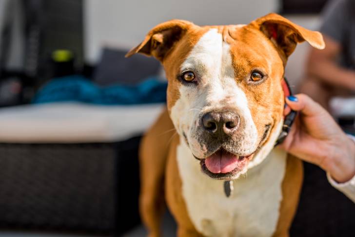 Un American Staffordshire Terrier vu de face