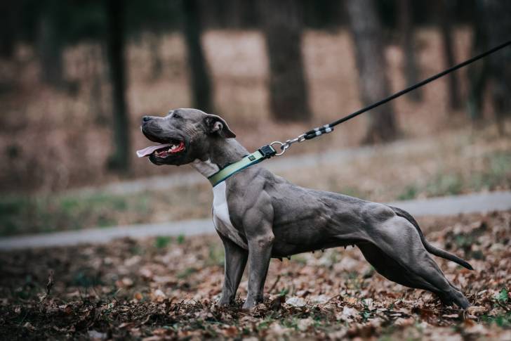 Un American Staffordshire Terrier bleu qui tire sur sa laisse