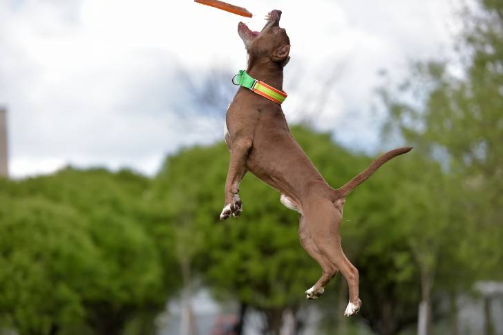 Un Amstaff mâle saute pour attraper un frisbee