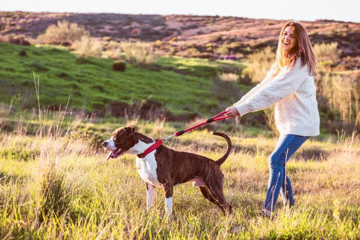 Un American Staffordshire Terrier qui tire sur sa laisse pendant la promenade
