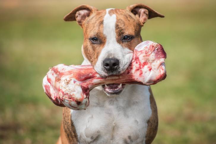 Photo American Staffordshire Terrier