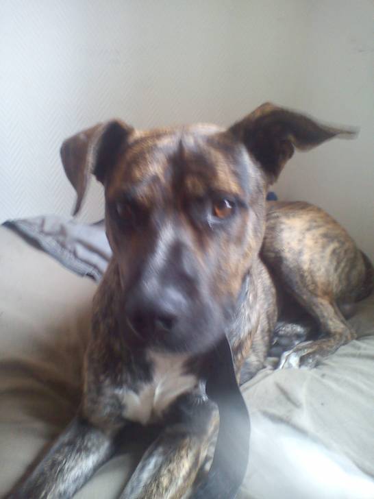 Nike - American Staffordshire Terrier Mâle (2 ans)