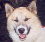 Chien du Groenland - Chien du Groenland