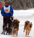 chien du Groenland - Raska et Vaigat - Chien du Groenland