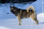 chien du Groenland - Raska - Chien du Groenland