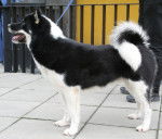 Photo Chien du Groenland