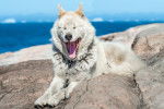 Photo Chien du Groenland